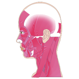 斜め、正面、額、ほほ、首…筋肉のつき方を全て診ます